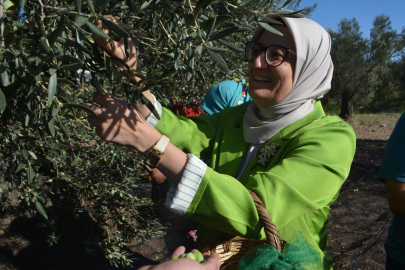 Zeytinin Başkenti Ayvalık’ta Yılın İlk Hasadı Gerçekleştirildi