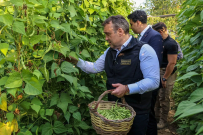 Pazaryeri Boncuğu’nda hasat vakti