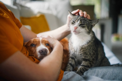 Kedi ve Köpek Bakımında Yeni Yaz Rutini