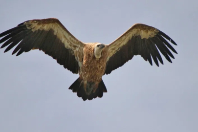 WWF-Türkiye’den Çağrı: Akbabalar Varsa Denge Var