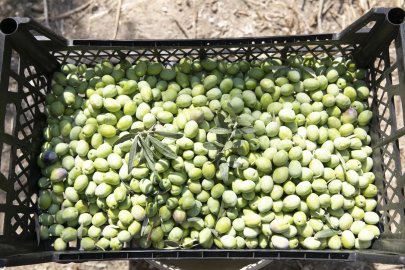 Mersin’de zeytin fidanları ürün verdi