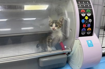 Bandırma’da şiddet gören yavru kedi tedavi altına alındı